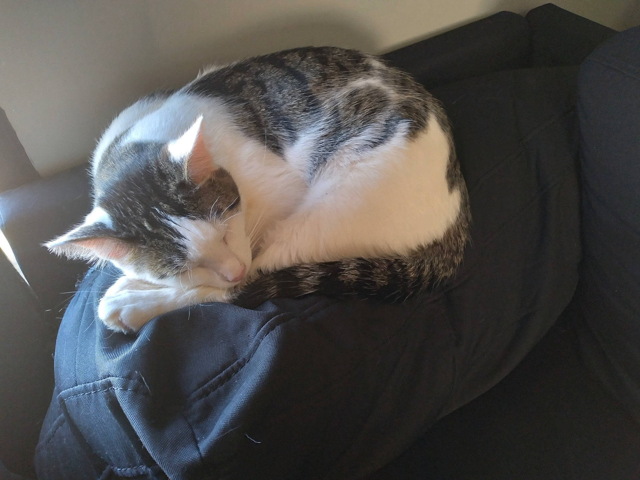 Nugget joined the competition — help win amazing prizes! canidae, carnivore, cat, cat_supply, claw, comfort, dog_breed, domestic_short_haired_cat, felidae, foot, fur, human_leg, nap, paw, small_to_medium_sized_cats, sporting_group, tail, tree, whiskers, wood