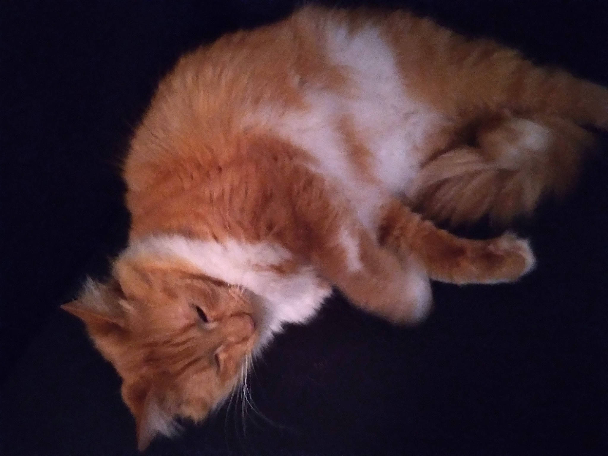 Einstein is registered to the contest to win money with this photo: brown, carnivore, cat, claw, domestic_short_haired_cat, ear, fawn, felidae, fur, paw, small_to_medium_sized_cats, snout, tail, terrestrial_animal, whiskers