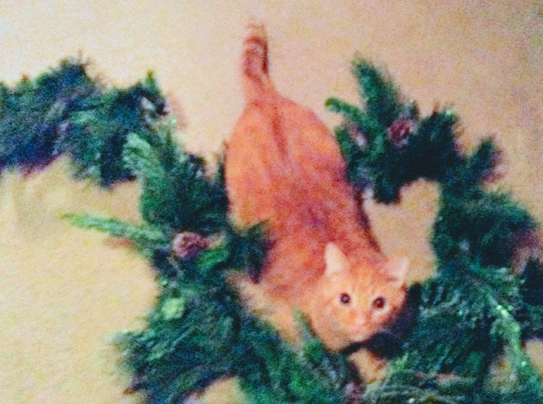 Oogie Boogie is registered to the contest to win money with this photo: art, carnivore, christmas, christmas_ornament, conifer, drawing, evergreen, fawn, fur, grass, illustration, ornament, painting, peach, plant, tail, terrestrial_animal, tree, whiskers, wool