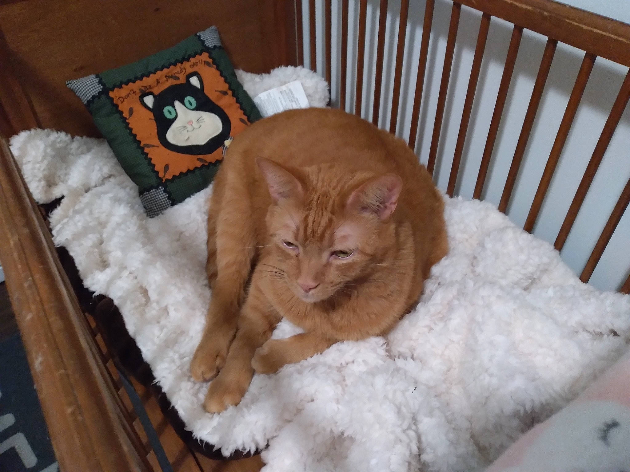 Oogie Boogie joined the competition — help win amazing prizes! bed, carnivore, cat, cat_supply, comfort, domestic_short_haired_cat, fawn, felidae, furniture, hardwood, linens, pet_supply, product, small_to_medium_sized_cats, snow, tail, textile, whiskers, winter, wood