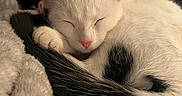 Penelope Von Shwits joined the competition — help win amazing prizes! cat, sleeping, white, black, tail, fur, pet, cozy, blanket, indoor, resting, cute, animal, closeup, soft, warm, relaxed, paw, face, ears