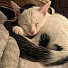 cat, sleeping, white, black, tail, fur, pet, cozy, blanket, indoor, resting, cute, animal, closeup, soft, warm, relaxed, paw, face, ears