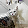 Penelope Von Shwits is registered to the contest to win money with this photo: cat, bathtub, showerhead, bathroom, wet, pet, paw, white, black_spots, bottle, container, reflection, hand, phone, sink, tiles, domestic, animal, curious, indoor
