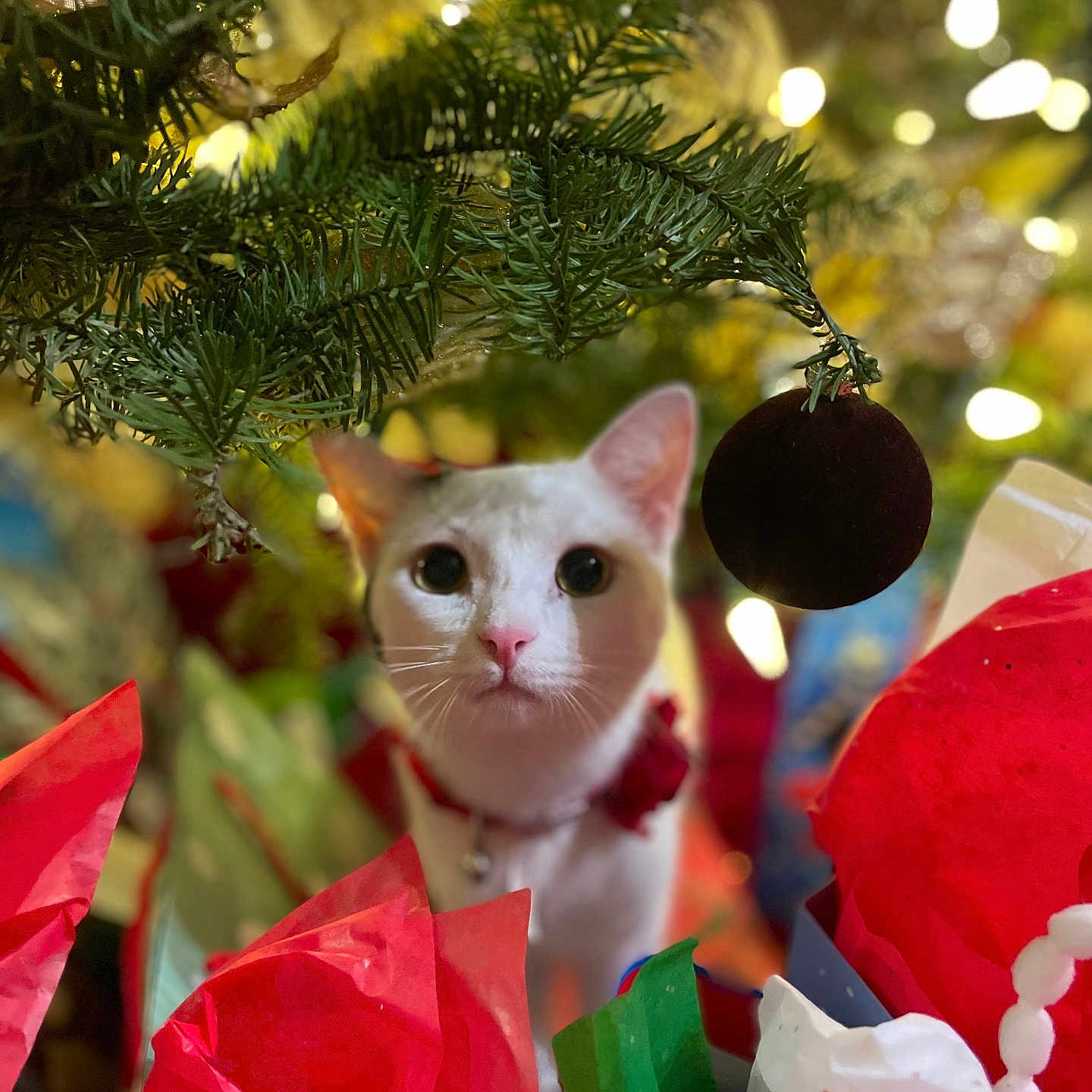 Penelope Von Shwits is registered to the contest to win money with this photo: cat, white_cat, christmas_tree, ornament, holiday_lights, gift_wrap, red_tissue_paper, green_tissue_paper, festive, decorations, pet, curious, collar, indoor, closeup, celebration, holiday, cute, animal, christmas
