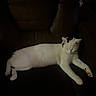 Penelope Von Shwits is registered to the contest to win money with this photo: cat, sleeping, white_cat, black_spots, leather_chair, indoor, pet, resting, feline, animal, cozy, relaxed, fur, paw, whiskers, quiet, shadow, dark_background, comfort, nap