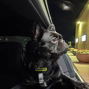 Semaj joined the competition — help win amazing prizes! dog, black_dog, petsafe_collar, car_interior, car_window, night, moon, street_lights, flower_pots, building, side_view, pet, animal, leash, curious, looking_out, outdoor, dark, reflection, vehicle