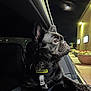 dog, black_dog, petsafe_collar, car_interior, car_window, night, moon, street_lights, flower_pots, building, side_view, pet, animal, leash, curious, looking_out, outdoor, dark, reflection, vehicle