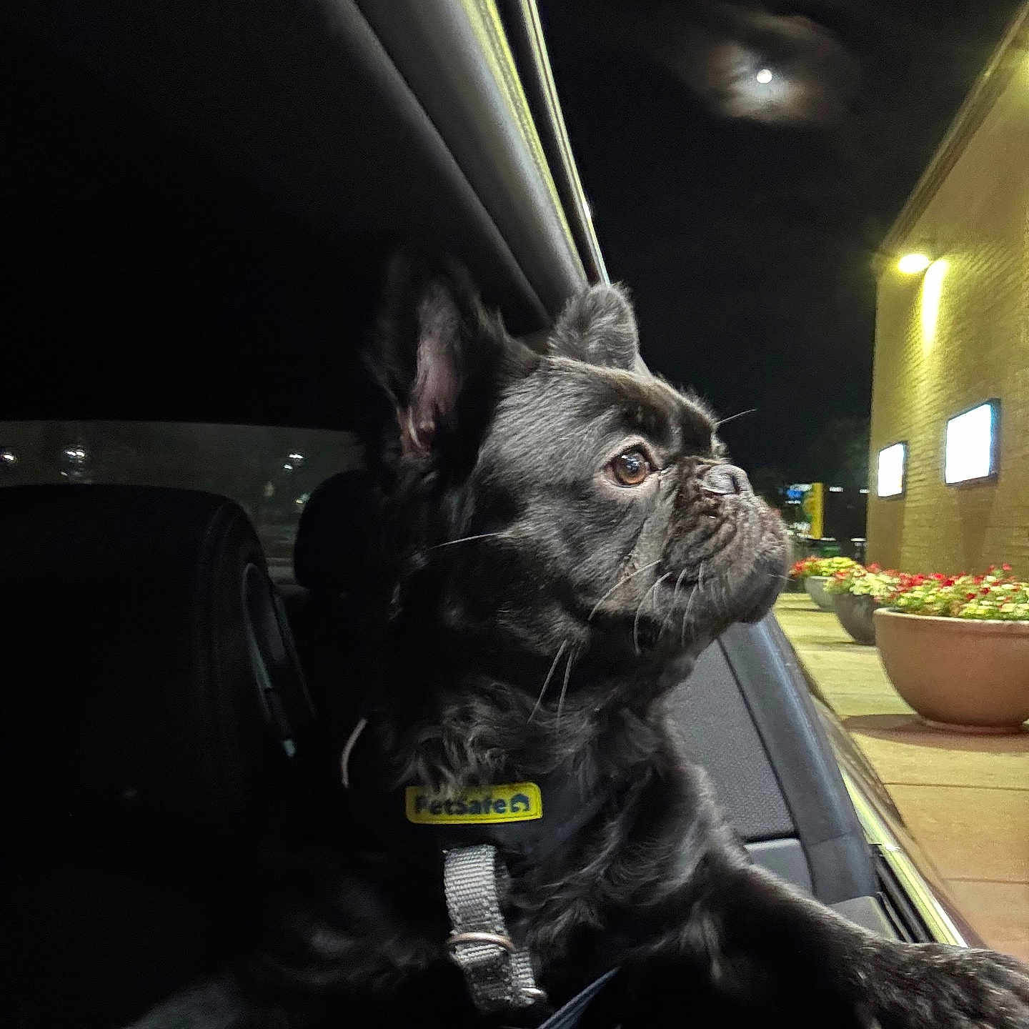 Semaj joined the competition — help win amazing prizes! animal, black_dog, building, car_interior, car_window, curious, dark, dog, flower_pots, leash, looking_out, moon, night, outdoor, pet, petsafe_collar, reflection, side_view, street_lights, vehicle