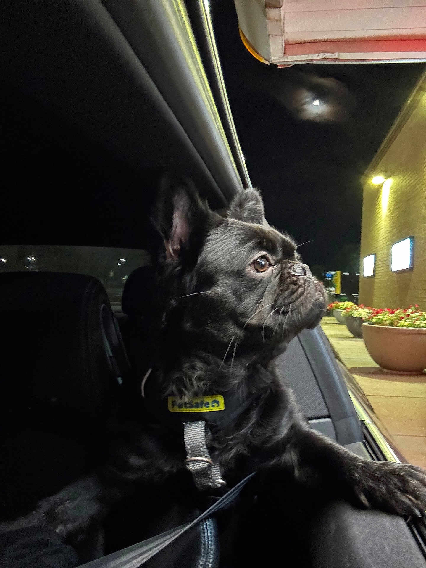 Semaj joined the competition — help win amazing prizes! dog, black_dog, petsafe_collar, car_interior, car_window, night, moon, street_lights, flower_pots, building, side_view, pet, animal, leash, curious, looking_out, outdoor, dark, reflection, vehicle