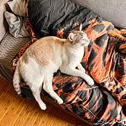 Bito participe au concours pour gagner de l'argent avec cette photo : cat, couch, blanket, orange, black, fur, relaxed, indoor, pet, cozy, sleeping, comfort, furniture, wood_floor, footwear, slipper, striped_socks, light, home, resting