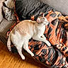 cat, couch, blanket, orange, black, fur, relaxed, indoor, pet, cozy, sleeping, comfort, furniture, wood_floor, footwear, slipper, striped_socks, light, home, resting