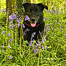 Maya a rejoint le concours — aidez-le/la à gagner de superbes lots ! dog, black_dog, tongue_out, collar, flower, purple_flower, forest, tree, greenery, grass, nature, outdoor, plant, leaf, pet, canine, animal, happy, playful, spring