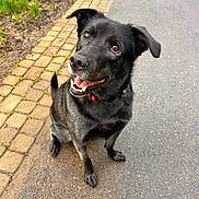 Maya a rejoint le concours — aidez-le/la à gagner de superbes lots ! dog, black_dog, pet, canine, collar, sitting, outdoor, pavement, brick_path, grass, happy, smiling, animal, mammal, ears, tail, eyes, mouth, fur, nature