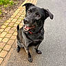 dog, black_dog, pet, canine, collar, sitting, outdoor, pavement, brick_path, grass, happy, smiling, animal, mammal, ears, tail, eyes, mouth, fur, nature