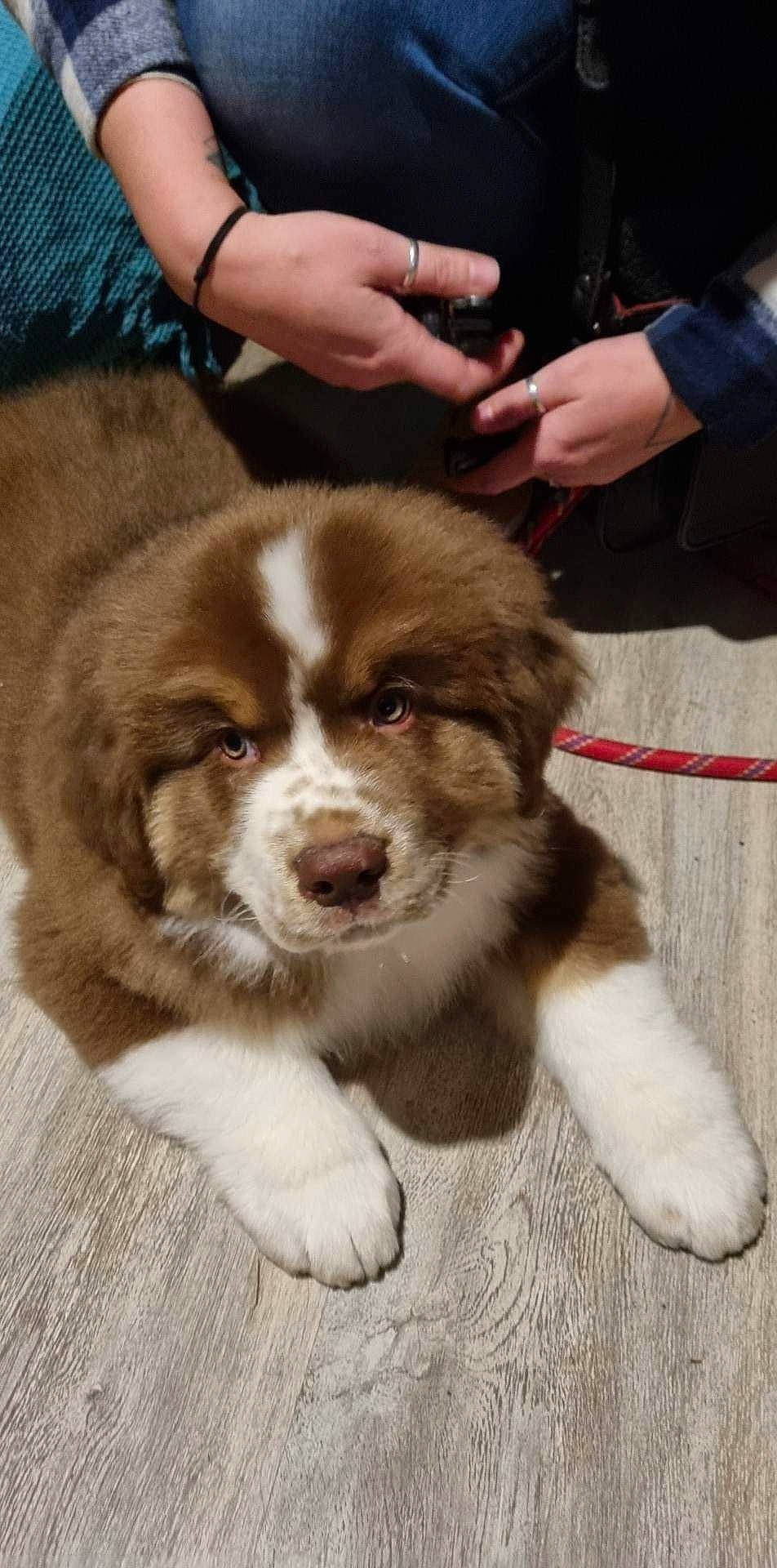 Oxmo participe au concours pour gagner de l'argent avec cette photo : ancient_dog_breeds, australian_collie, bored, canidae, carnivore, companion_dog, dog, dog_breed, fawn, fur, herding_dog, liver, miniature_australian_shepherd, puppy, snout, sporting_group, terrestrial_animal, whiskers, working_animal, working_dog