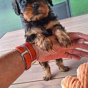 Artus a rejoint le concours — aidez-le/la à gagner de superbes lots ! puppy, dog, pet, cute, small, hand, person, outdoor, table, wood, fur, black, brown, eyes, toy, plush, background, nature, greenery, watching