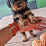 puppy, dog, pet, cute, small, hand, person, outdoor, table, wood, fur, black, brown, eyes, toy, plush, background, nature, greenery, watching