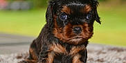 Artus a rejoint le concours — aidez-le/la à gagner de superbes lots ! puppy, dog, small_dog, black_and_brown, fur, eyes, carpet, indoor, cute, pet, animal, young, portrait, close_up, sitting, soft_texture, blurred_background, adorable, companion, young_animal