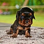 puppy, dog, small_dog, black_and_brown, fur, eyes, carpet, indoor, cute, pet, animal, young, portrait, close_up, sitting, soft_texture, blurred_background, adorable, companion, young_animal