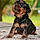 Artus