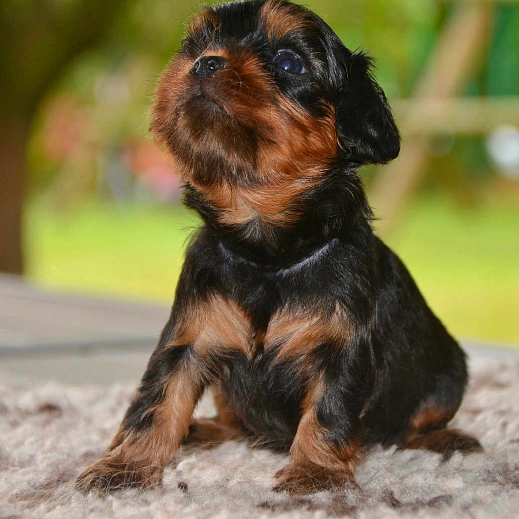Artus
