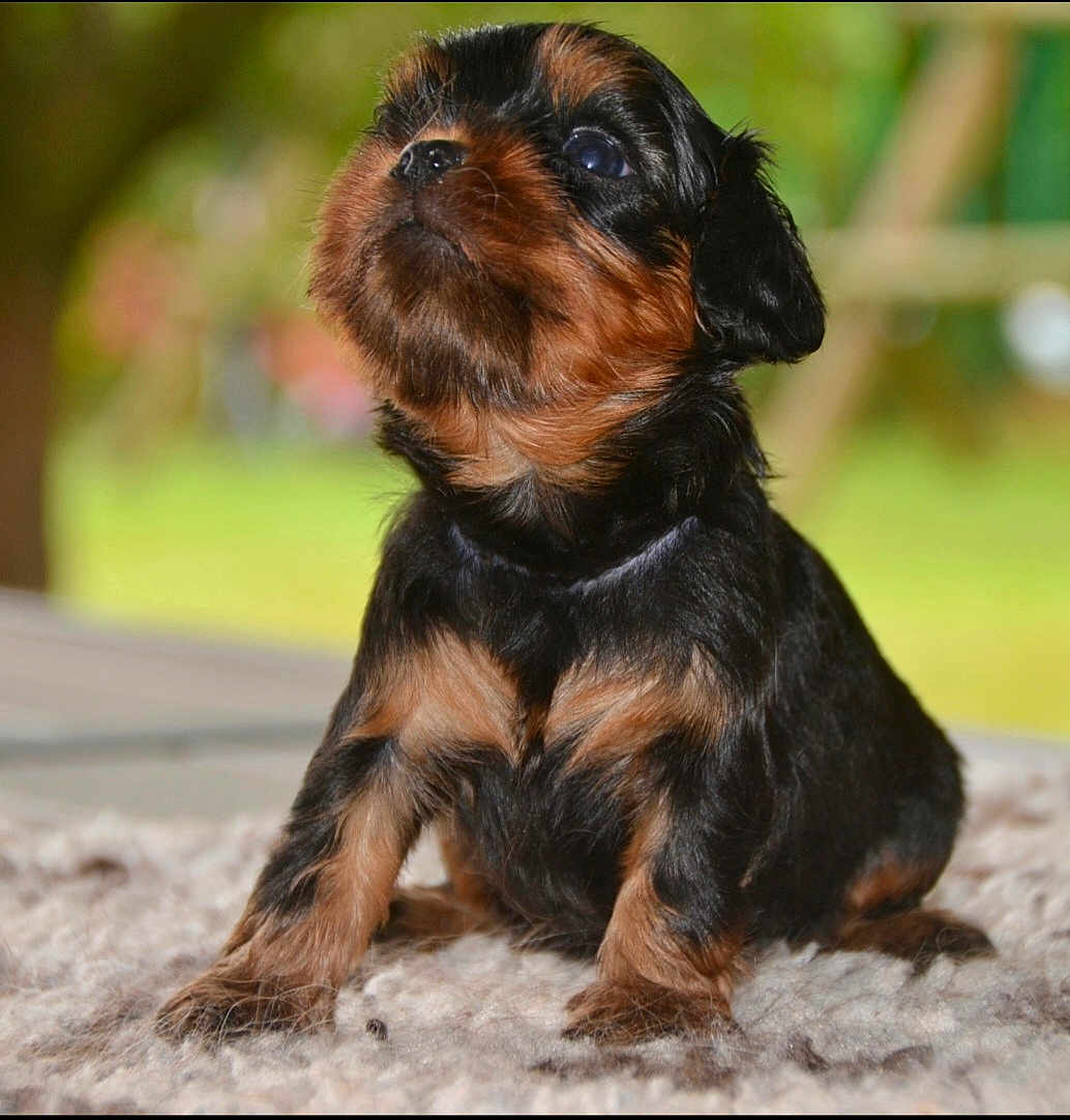 Artus