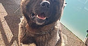 Tchado a rejoint le concours — aidez-le/la à gagner de superbes lots ! akita, animal, balcony, collar, daylight, dog, ears, fence, fur, glass_railing, happy, muzzle, outdoor, pavement, pet, shadow, sitting, smile, sunlight, tongue