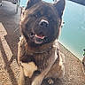 akita, animal, balcony, collar, daylight, dog, ears, fence, fur, glass_railing, happy, muzzle, outdoor, pavement, pet, shadow, sitting, smile, sunlight, tongue