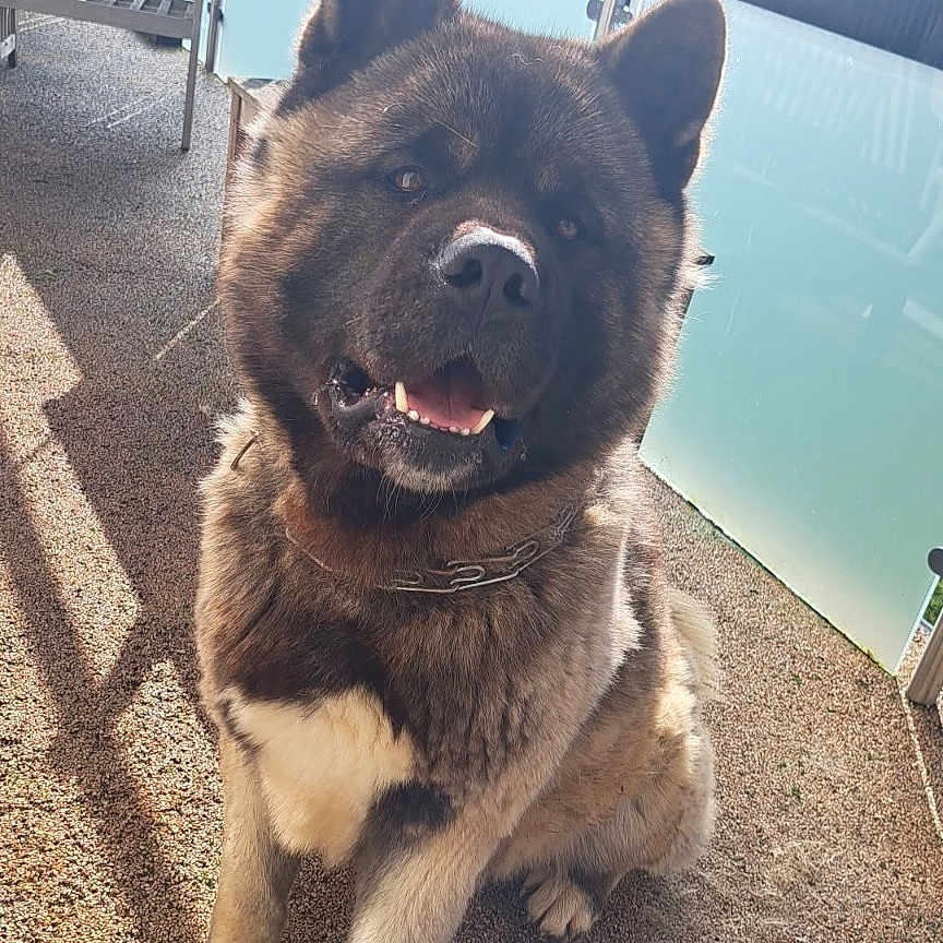 Tchado a rejoint le concours — aidez-le/la à gagner de superbes lots ! akita, animal, balcony, collar, daylight, dog, ears, fence, fur, glass_railing, happy, muzzle, outdoor, pavement, pet, shadow, sitting, smile, sunlight, tongue