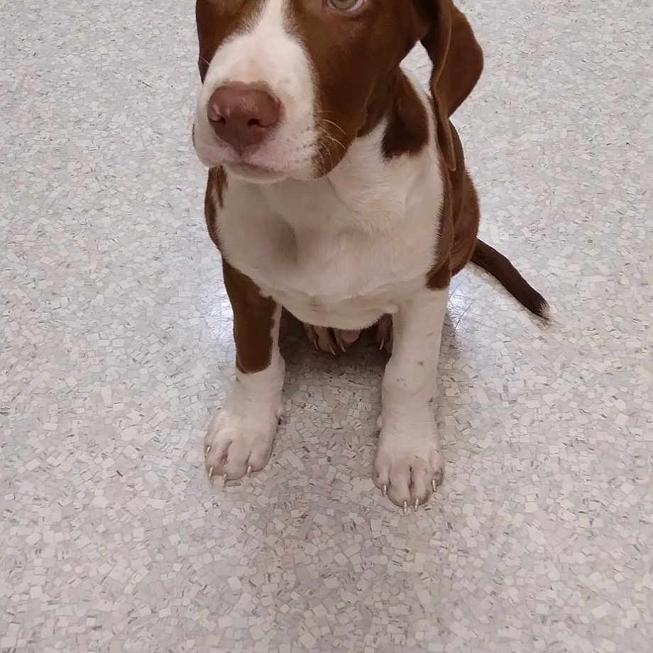Dexter