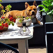 Radjan a rejoint le concours — aidez-le/la à gagner de superbes lots ! brown_dog, chair, cushion, daylight, decor, dog, domestic_animal, flower, furniture, garden, lantern, leaf, nature, outdoor, pet, plant, relaxed, resting, sunlight, table