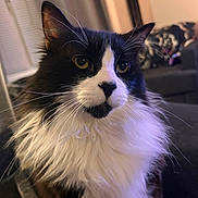 Semi joined the competition — help win amazing prizes! black_and_white, cat, close_up, couch, cozy, domestic_cat, ear, fluffy, fur, indoor, living_room, long_hair, nose, pet, portrait, relaxed, sofa, tuxedo_cat, whiskers, yellow_eyes