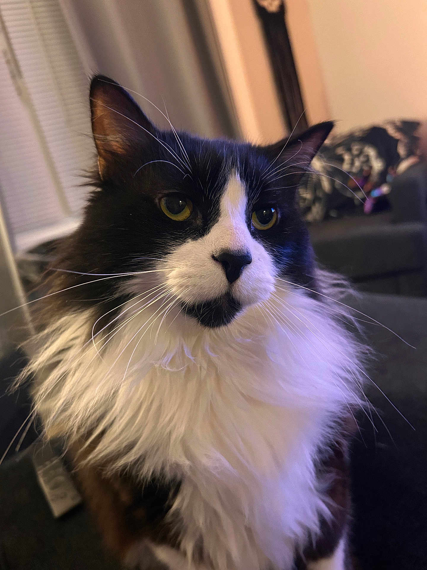 Semi joined the competition — help win amazing prizes! black_and_white, cat, close_up, couch, cozy, domestic_cat, ear, fluffy, fur, indoor, living_room, long_hair, nose, pet, portrait, relaxed, sofa, tuxedo_cat, whiskers, yellow_eyes