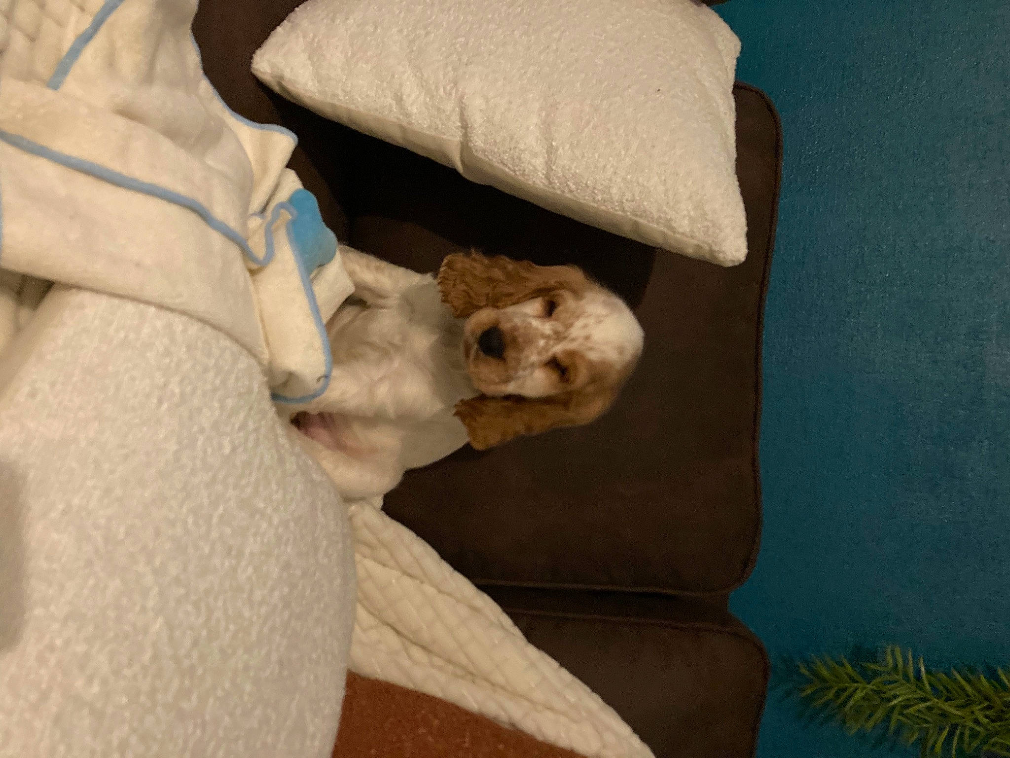 Jaïha participe au concours pour gagner de l'argent avec cette photo : bedding, canidae, carnivore, comfort, companion_dog, couch, dog_breed, fawn, felidae, fur, grey, linens, paw, puppy, sleeve, small_to_medium_sized_cats, sporting_group, stuffed_toy, toy_dog, whiskers