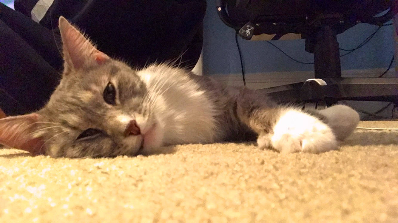 Kitten joined the competition — help win amazing prizes! carnivore, cat, cat_bed, cat_supply, claw, comfort, domestic_short_haired_cat, eye, fawn, felidae, foot, fur, nap, paw, sleep, small_to_medium_sized_cats, tail, whiskers