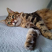 Grisou participe au concours pour gagner de l'argent avec cette photo : cat, tabby, fluffy, long_hair, pet, animal, green_eyes, whiskers, paws, lying_down, relaxed, sleepy, indoors, blanket, bed, close_up, portrait, furry, brown, black_stripes