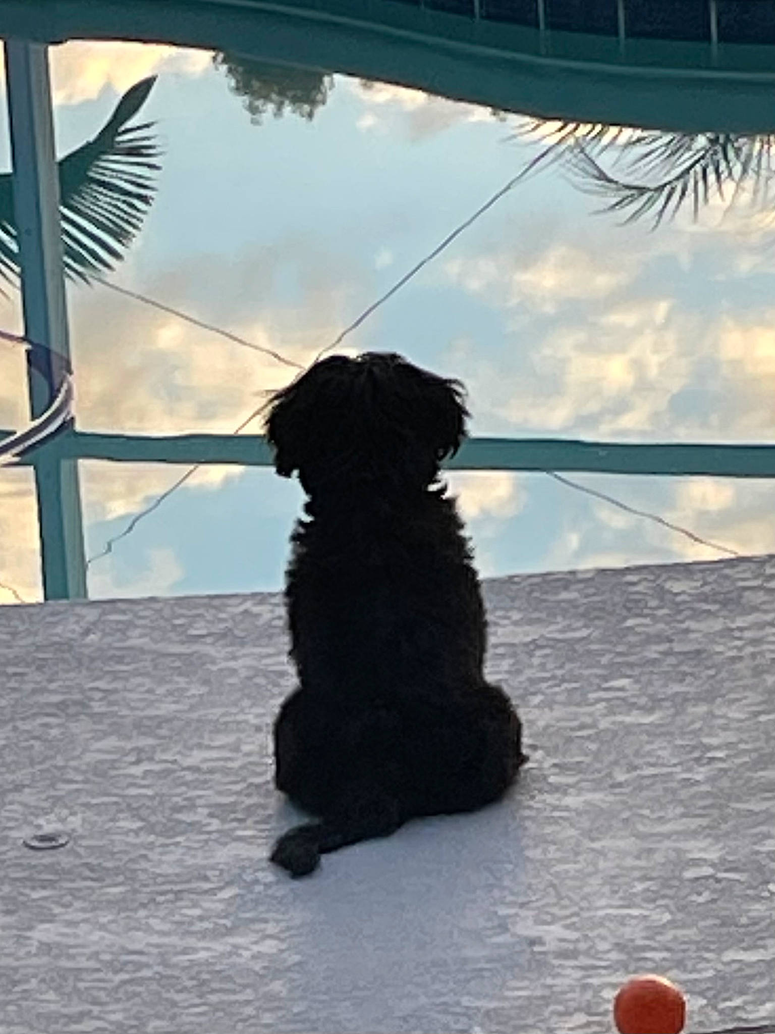 Daisydukes joined the competition — help win amazing prizes! ball, canidae, carnivore, cloud, collar, companion_dog, dog, dog_breed, dog_collar, fur, sky, snout, snow, sporting_group, terrier, tree, water_dog, window, winter, working_dog