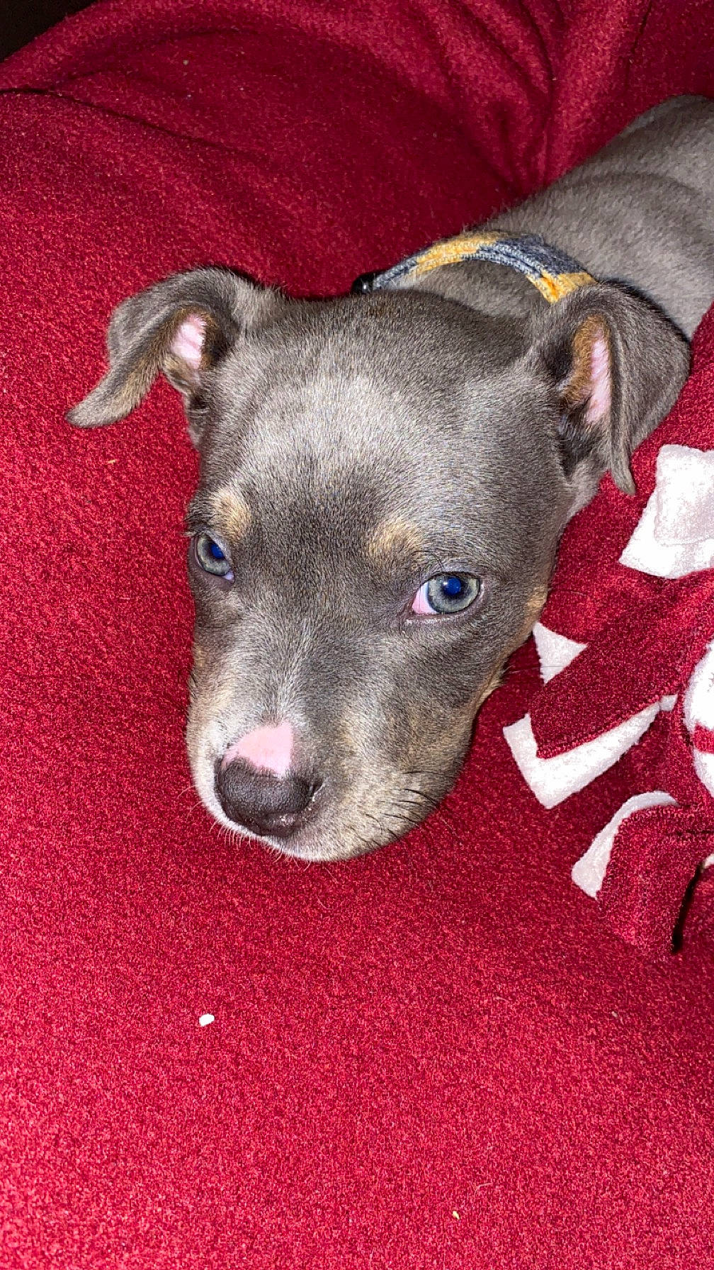 King joined the competition — help win amazing prizes! canidae, carmine, carnivore, collar, companion_dog, dog, dog_breed, fawn, non_sporting_group, pet_supply, snout, sporting_group, terrestrial_animal, whiskers, working_animal