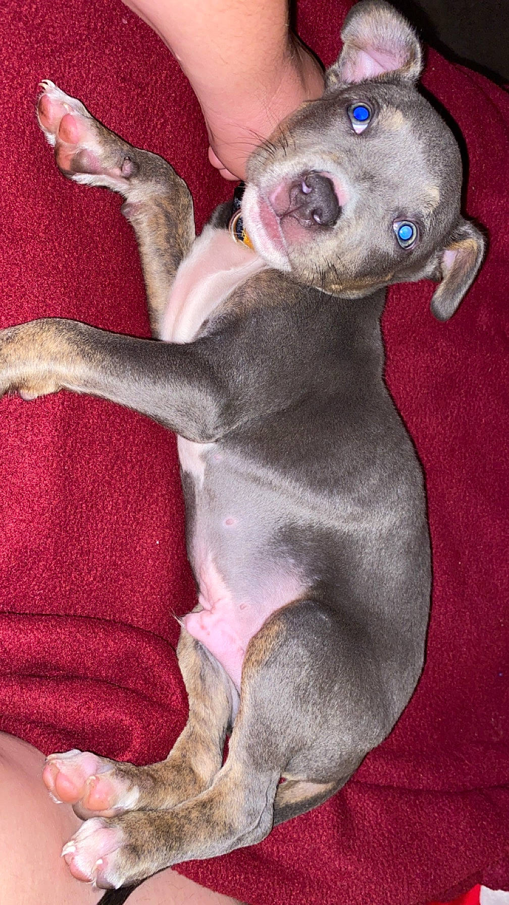 King joined the competition — help win amazing prizes! canidae, carnivore, comfort, companion_dog, dog, dog_breed, fawn, fur, grey, non_sporting_group, paw, pink, snout, sporting_group, tail, terrestrial_animal, toy, whiskers, working_animal