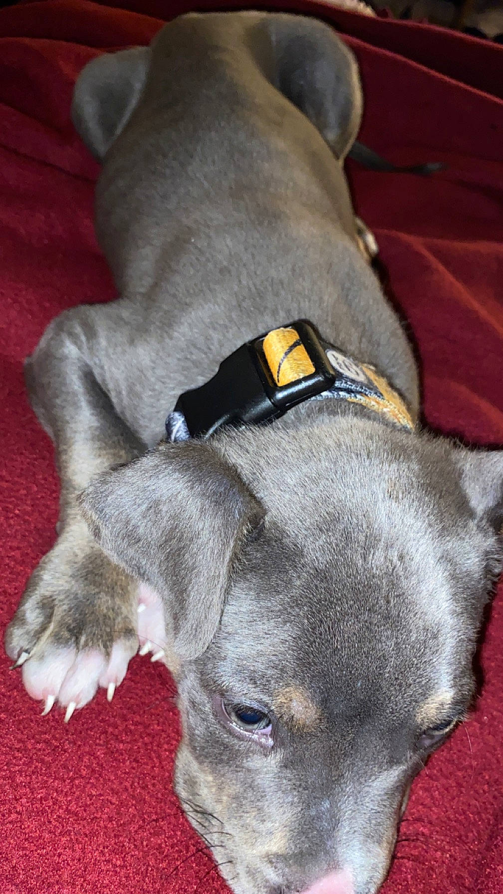 King is registered to the contest to win money with this photo: canidae, carnivore, collar, companion_dog, dog, dog_breed, dog_collar, dog_supply, fashion_accessory, fawn, fur, guard_dog, non_sporting_group, pet_supply, rampur_greyhound, sighthound, snout, sporting_group, whiskers, working_animal