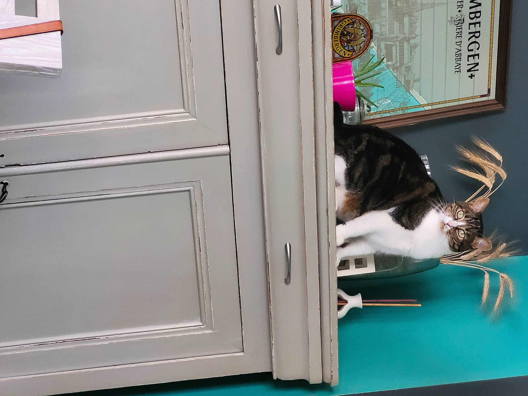 Béni a rejoint le concours — aidez-le/la à gagner de superbes lots ! art, carnivore, cat, domestic_short_haired_cat, door, door_handle, felidae, flooring, fur, hardwood, home_door, pet_supply, rectangle, room, small_to_medium_sized_cats, tail, whiskers, window, wood, wood_stain