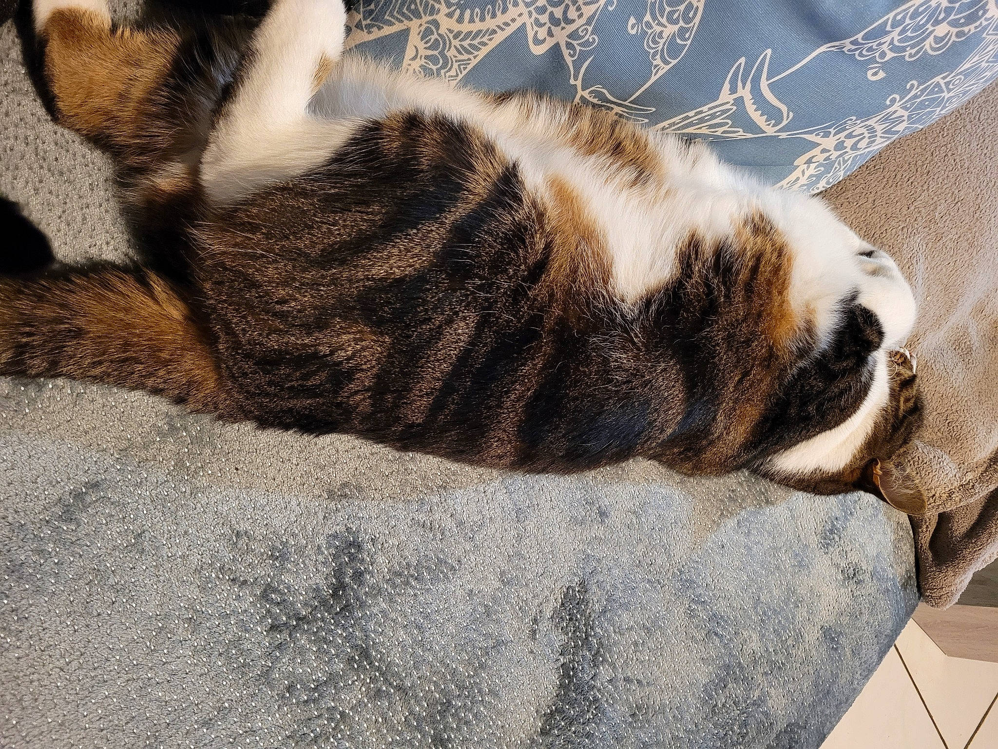 Béni participe au concours pour gagner de l'argent avec cette photo : carnivore, cat, claw, comfort, domestic_short_haired_cat, fawn, felidae, fur, grey, linens, nap, paw, plant, sleep, small_to_medium_sized_cats, snout, tail, tree, whiskers, wood