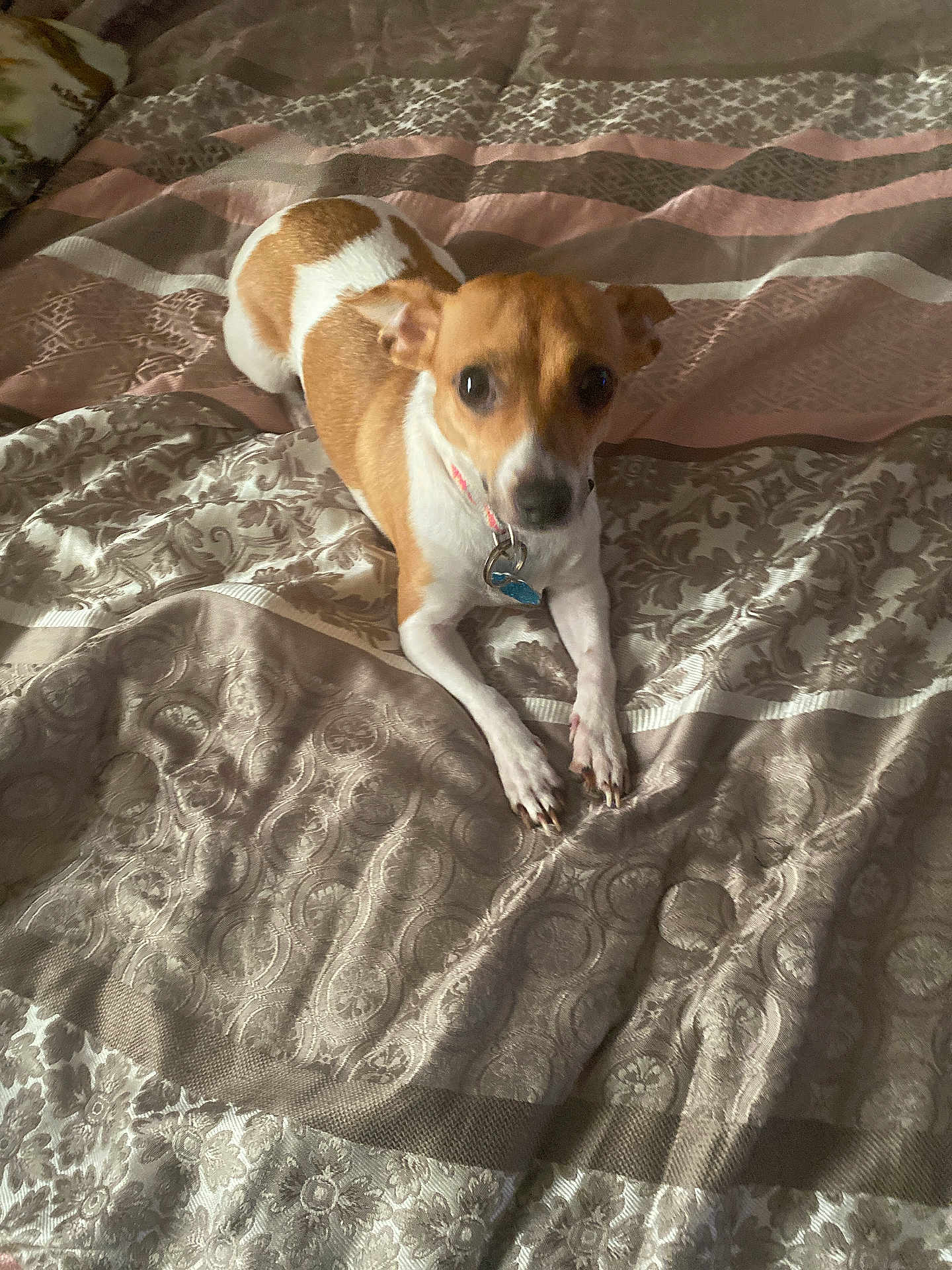 Nala is registered to the contest to win money with this photo: dog, small_dog, brown_and_white, bed, bedspread, indoor, pet, canine, collar, resting, looking_up, animal, cute, domestic_animal, fur, ears, paws, companion, laying_down, curious