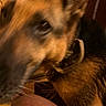 dog, close_up, blurry, indoor, collar, brown, black, pet, canine, fur, animal, door, wood, face, ears, snout, blur, domestic_animal, companion, house