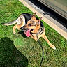 dog, german_shepherd, grass, leash, car, sidewalk, sunlight, shadow, outdoor, panting, pet, canine, animal, mammal, parked_vehicle, greenery, collar, daytime, nature, resting