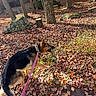 dog, german_shepherd, leash, stick, autumn, fallen_leaves, forest, trees, tree_trunk, rock, cabin, outdoor, nature, sunlight, daylight, grass, woodland, playful, pet, canine