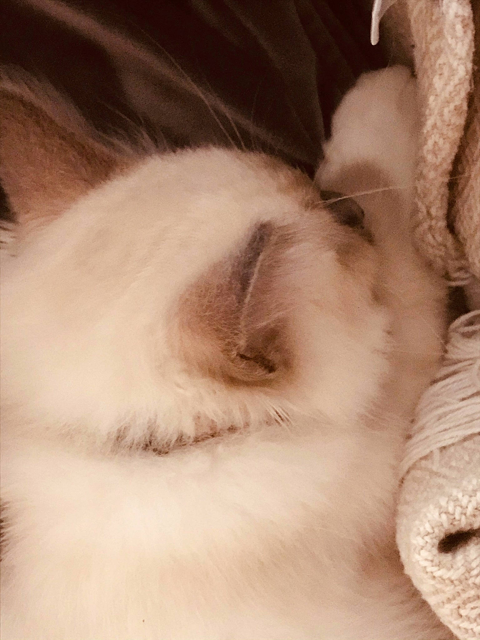 Roméo a rejoint le concours — aidez-le/la à gagner de superbes lots ! canidae, carnivore, cat, cloud, comfort, companion_dog, dog_breed, fawn, feather, felidae, fur, linens, nap, paw, ragdoll, small_to_medium_sized_cats, snout, sporting_group, tail, whiskers