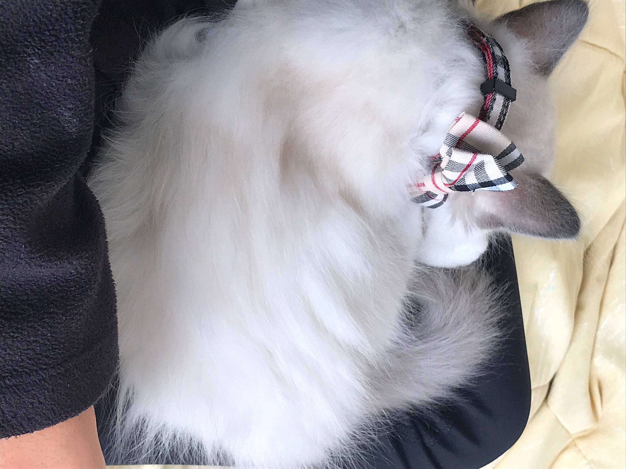 Roméo a rejoint le concours — aidez-le/la à gagner de superbes lots ! carnivore, cat, collar, companion_dog, dog, dog_breed, dog_supply, ear, fang, fawn, felidae, grey, jaw, leash, paw, pet_supply, small_to_medium_sized_cats, snout, tail, whiskers