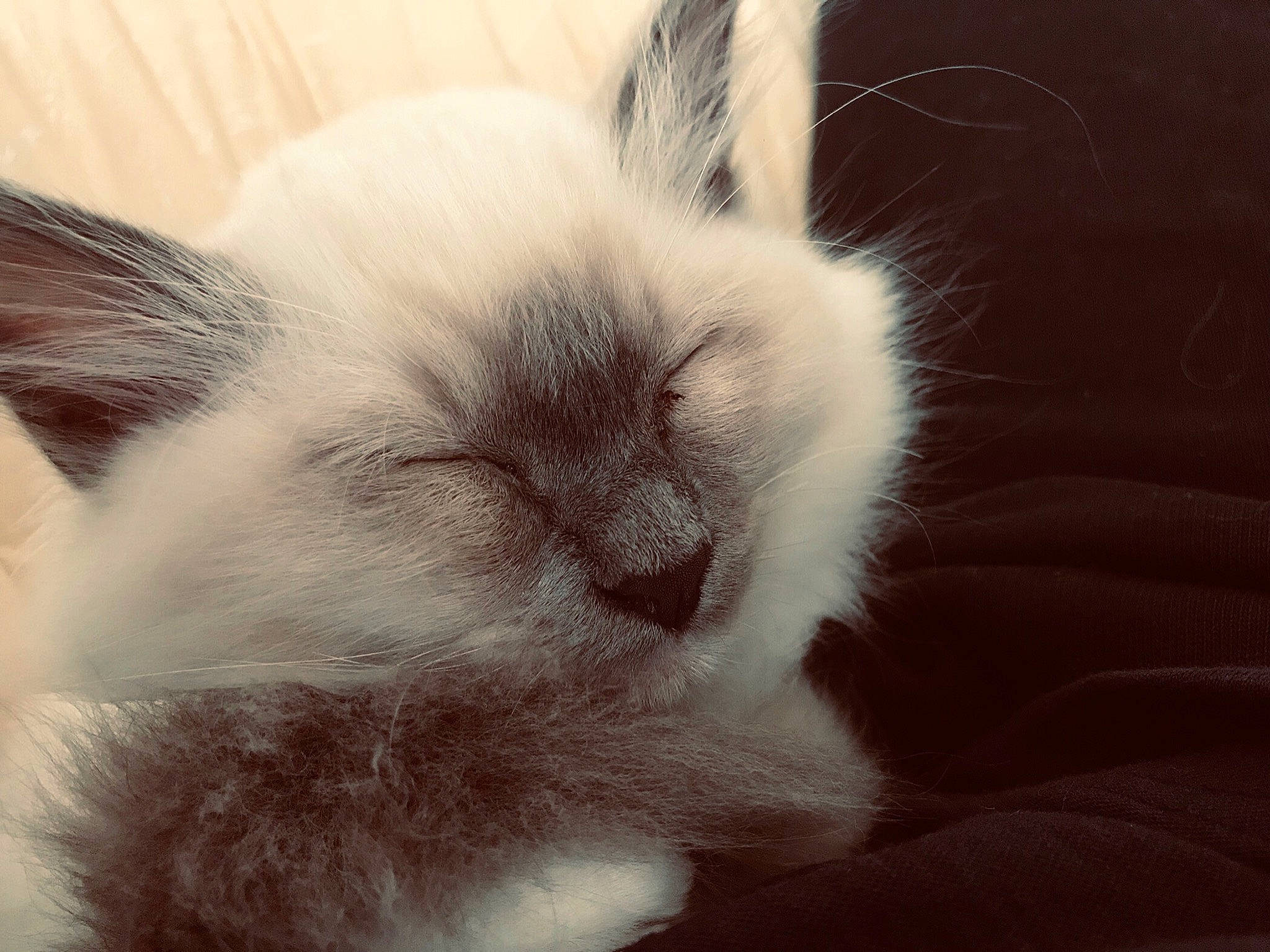 Roméo participe au concours pour gagner de l'argent avec cette photo : carnivore, cat, claw, close_up, comfort, domestic_rabbit, ear, eyelash, fawn, felidae, fur, nap, paw, rabbit, rabbits_and_hares, sleep, small_to_medium_sized_cats, tail, terrestrial_animal, whiskers