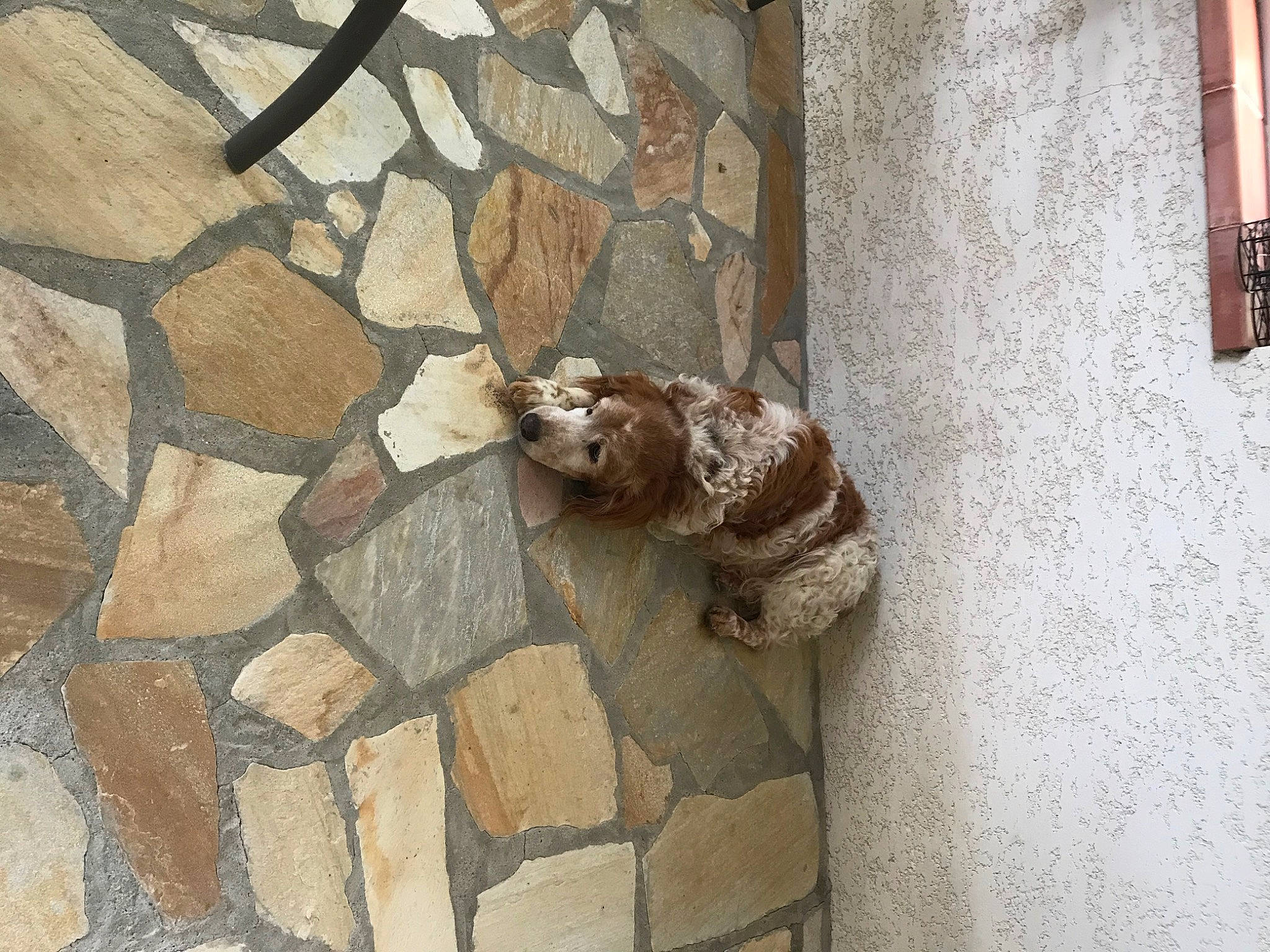 Fatigue a rejoint le concours — aidez-le/la à gagner de superbes lots ! bedrock, brick, brickwork, brown, carnivore, cat, cobblestone, concrete, door, felidae, flagstone, floor, flooring, road_surface, shadow, sidewalk, small_to_medium_sized_cats, tail, terrestrial_animal, wood